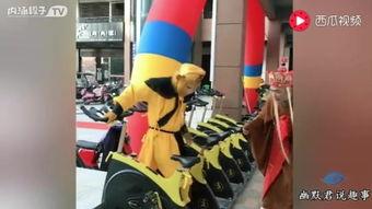 成人摔跤搞笑视频,成人搞笑摔跤视频集锦