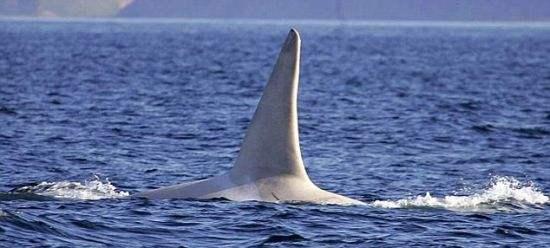 成人拼图虎鲸怎么拼图视频,跟随视频轻松完成成人拼图挑战