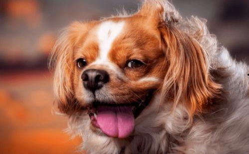 狗狗假扮成人的视频,萌态百出，笑料连连